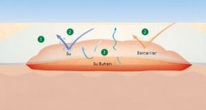 LR Suprasorb F Şeffaf Film (15 Cm X 10 Mt)